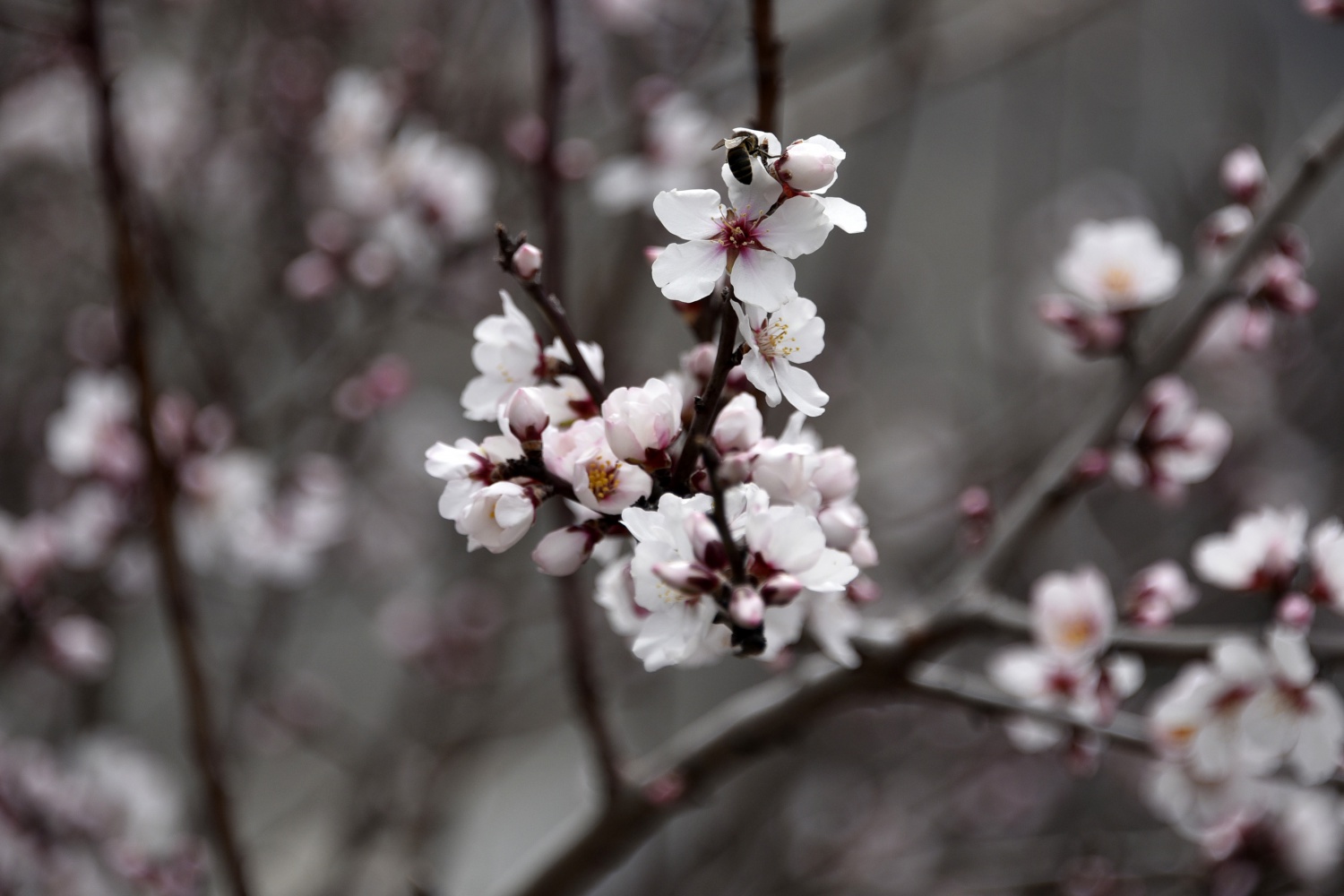 Gümüşhane’de badem ağaçları çiçek açtı 7
