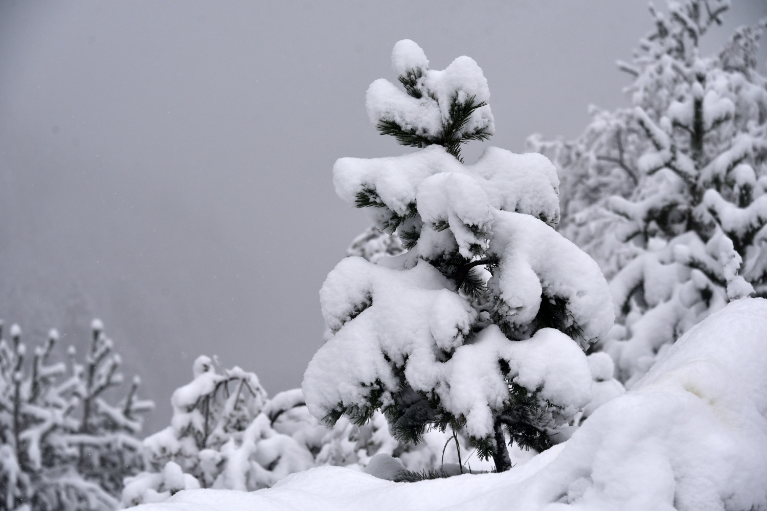 Zigana Dağı 26 Ekim'de beyaz gelinliğini giydi 16