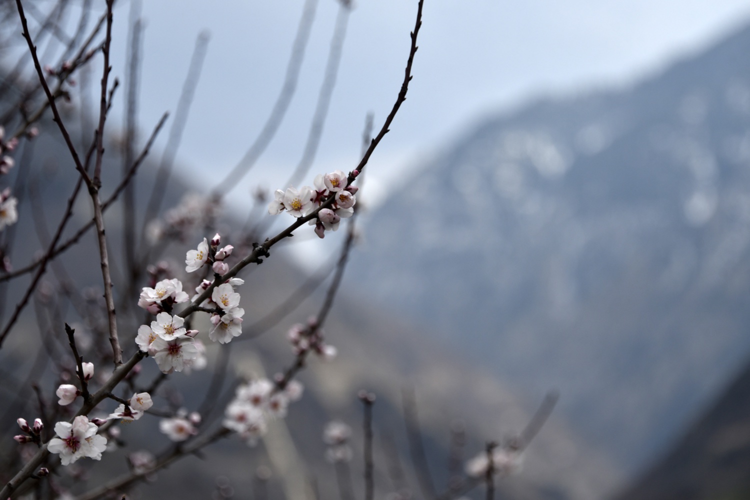 Gümüşhane’de badem ağaçları çiçek açtı 6