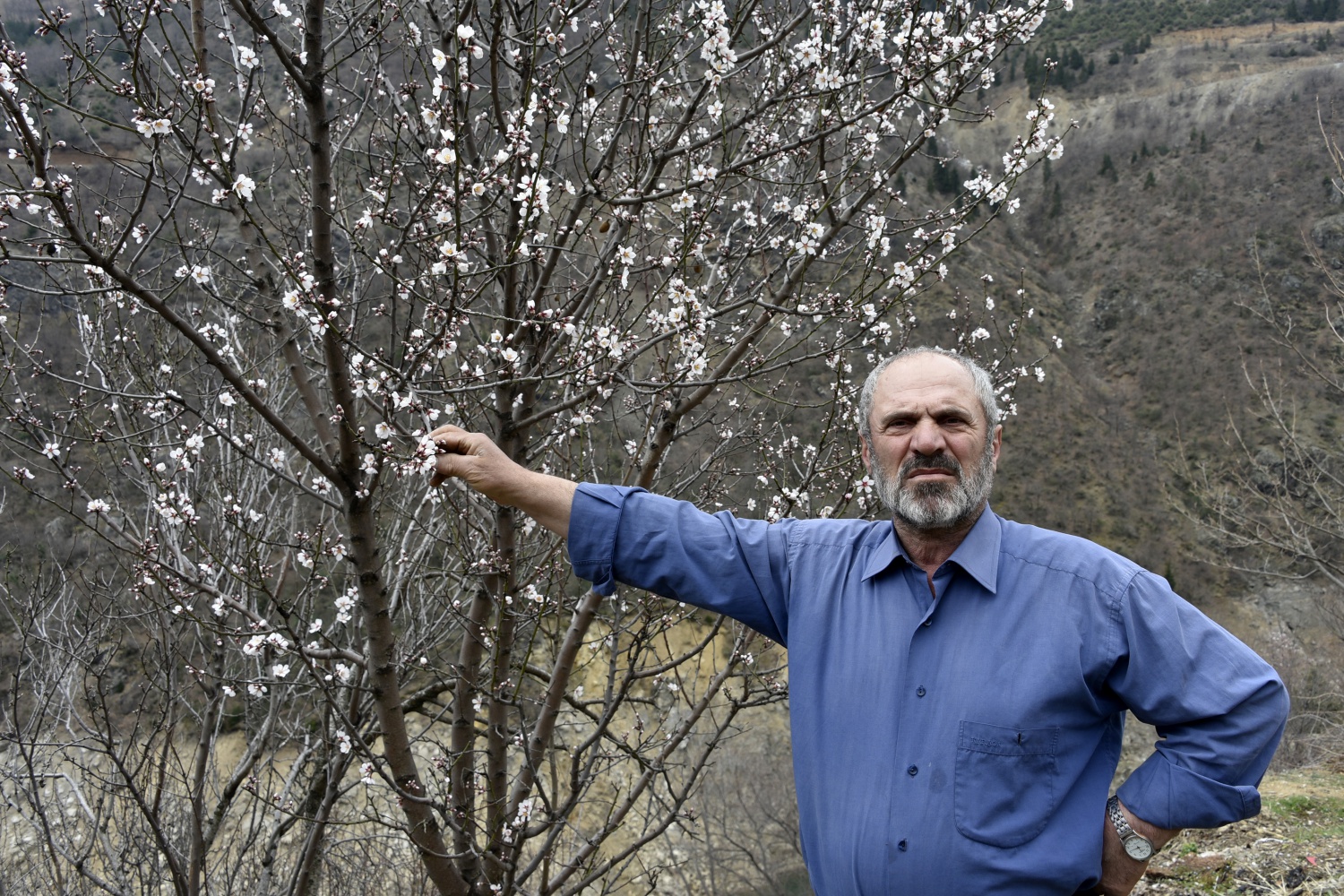 Gümüşhane’de badem ağaçları çiçek açtı 11