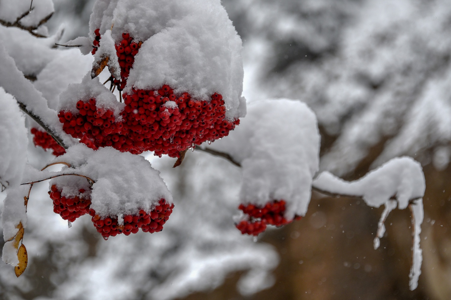 Zigana Dağı 26 Ekim'de beyaz gelinliğini giydi 12