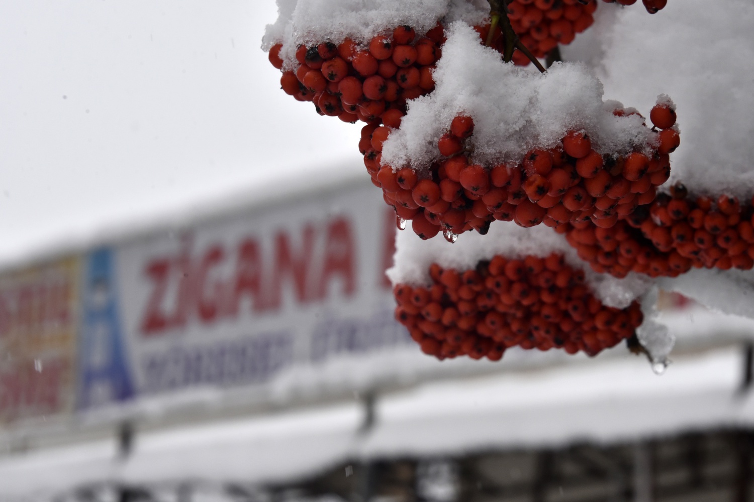 Zigana Dağı 26 Ekim'de beyaz gelinliğini giydi 34