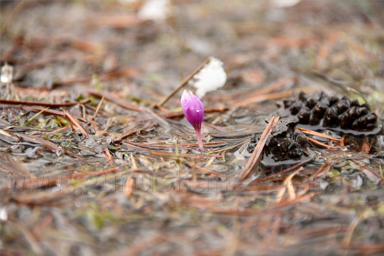 Kadınlar günü için zorlu yürüyüş 31