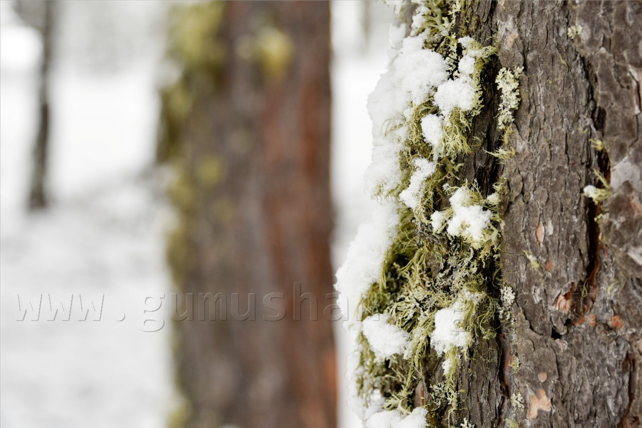 Kadınlar günü için zorlu yürüyüş 33