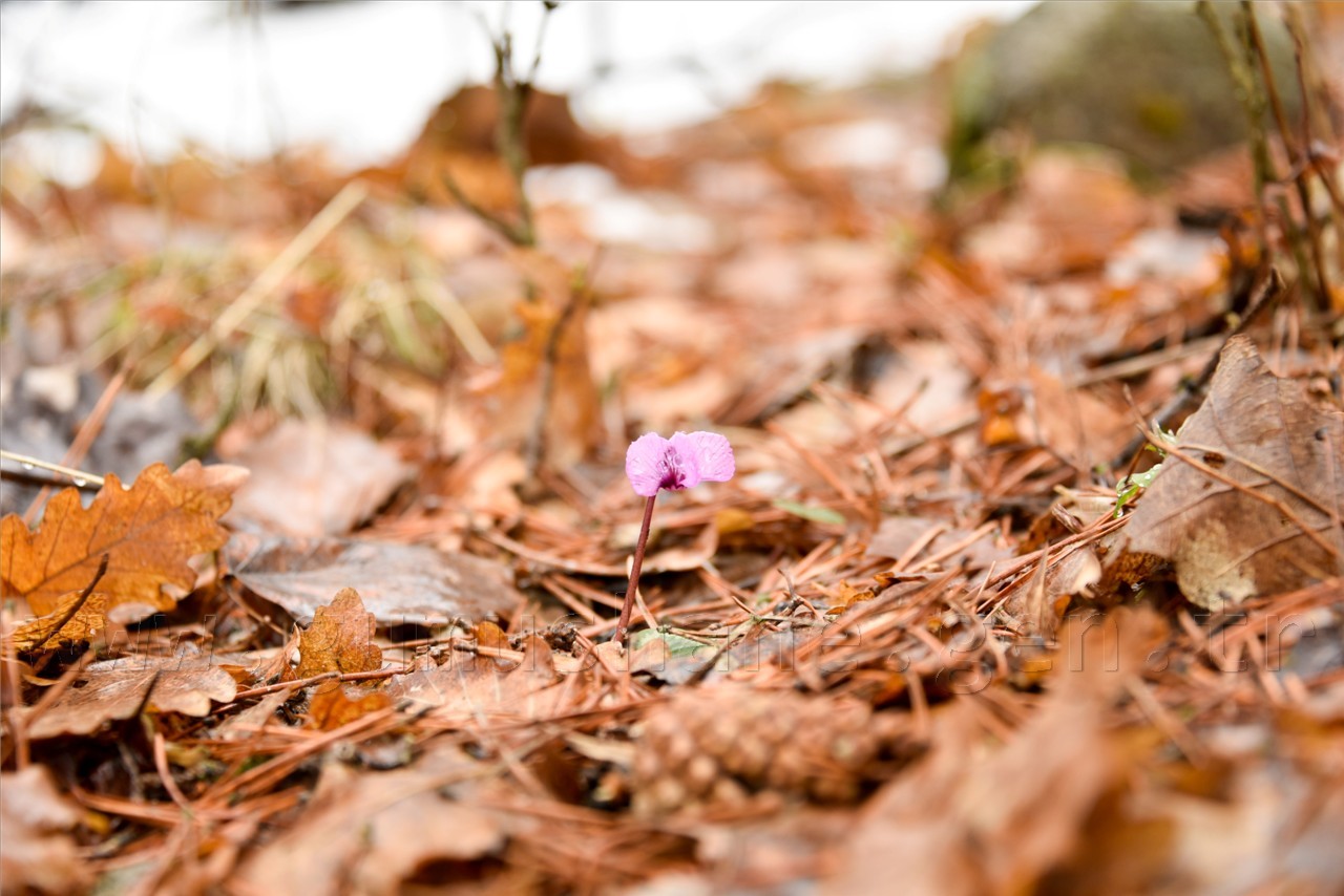 Kadınlar günü için zorlu yürüyüş 36