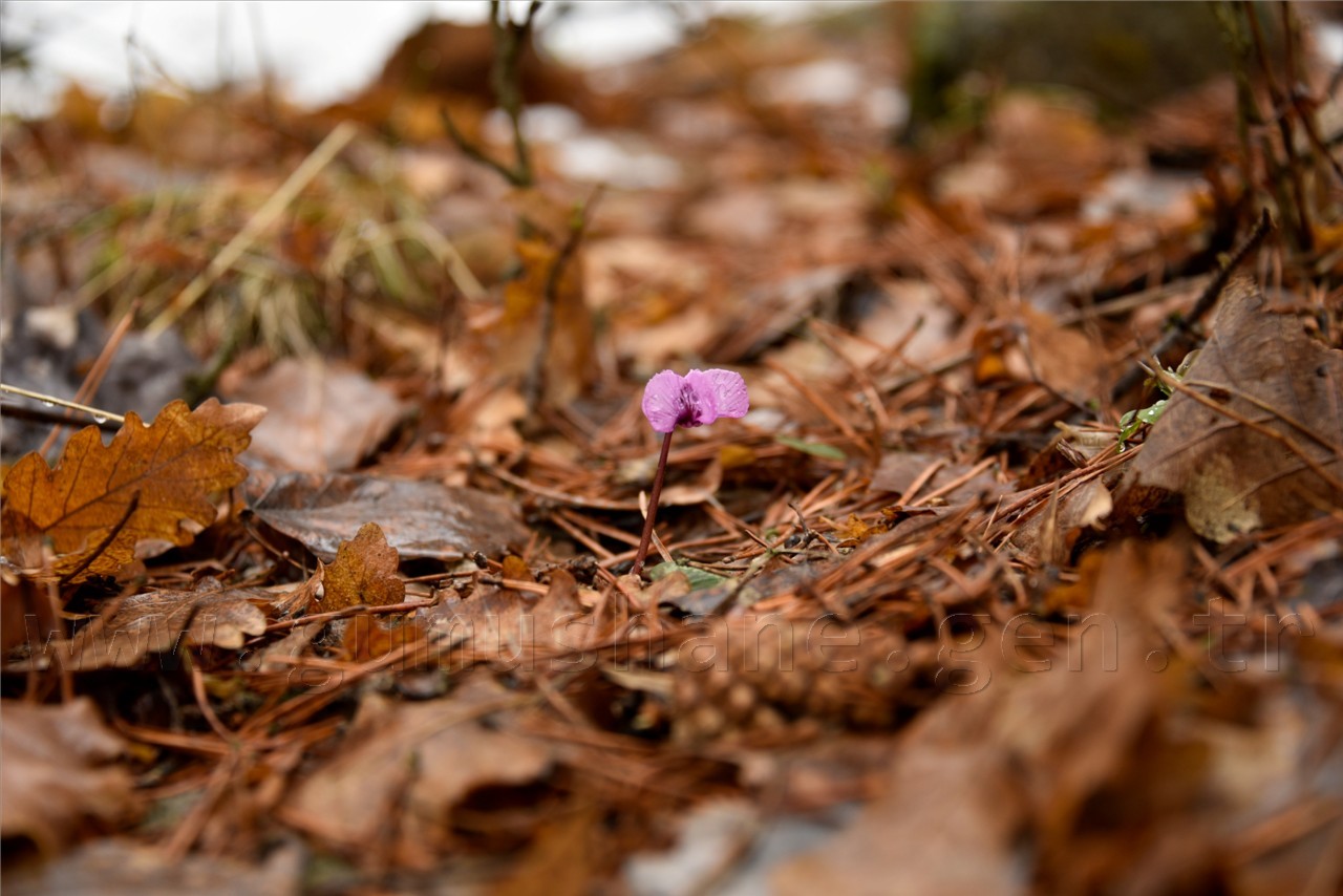 Kadınlar günü için zorlu yürüyüş 37
