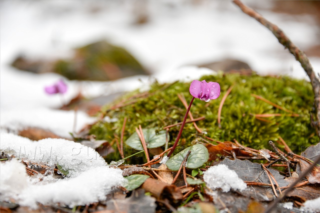 Kadınlar günü için zorlu yürüyüş 38