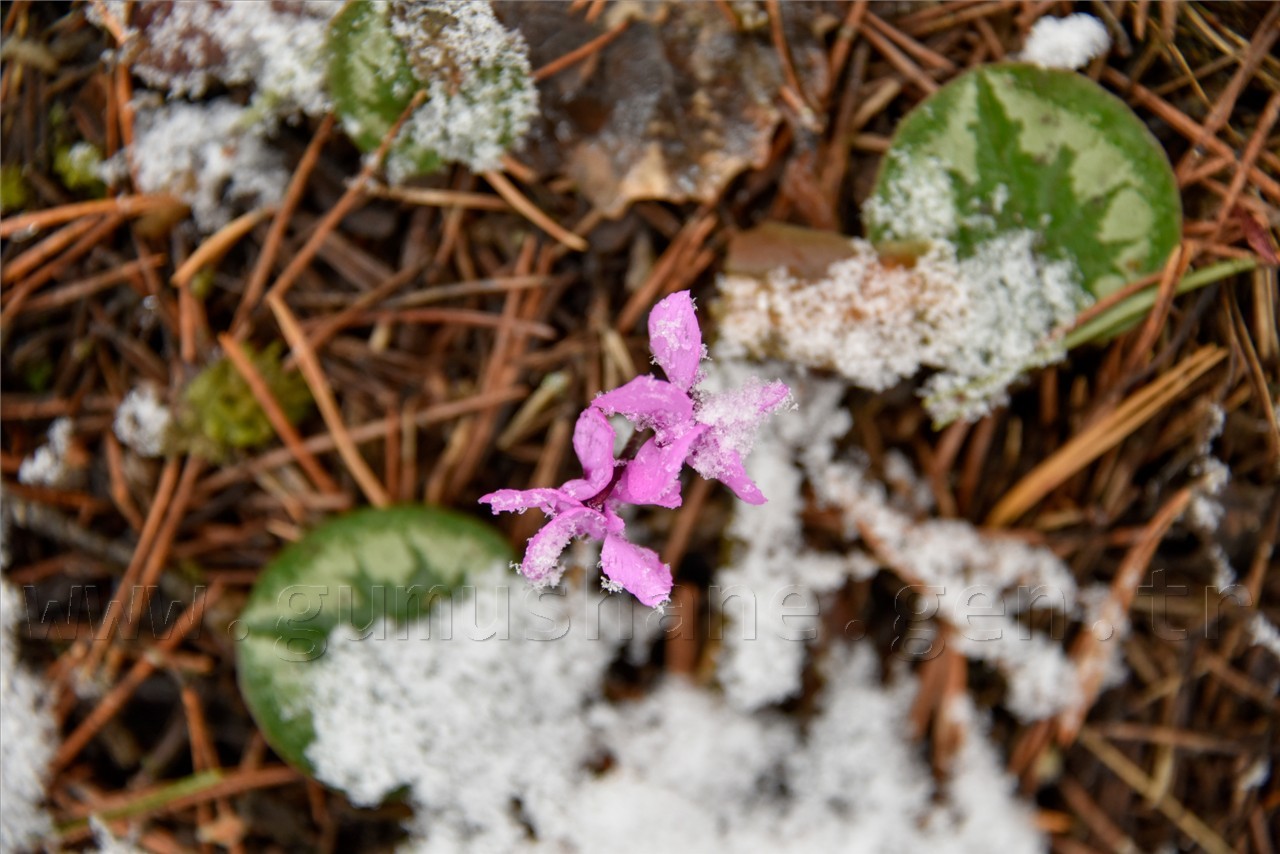 Kadınlar günü için zorlu yürüyüş 39