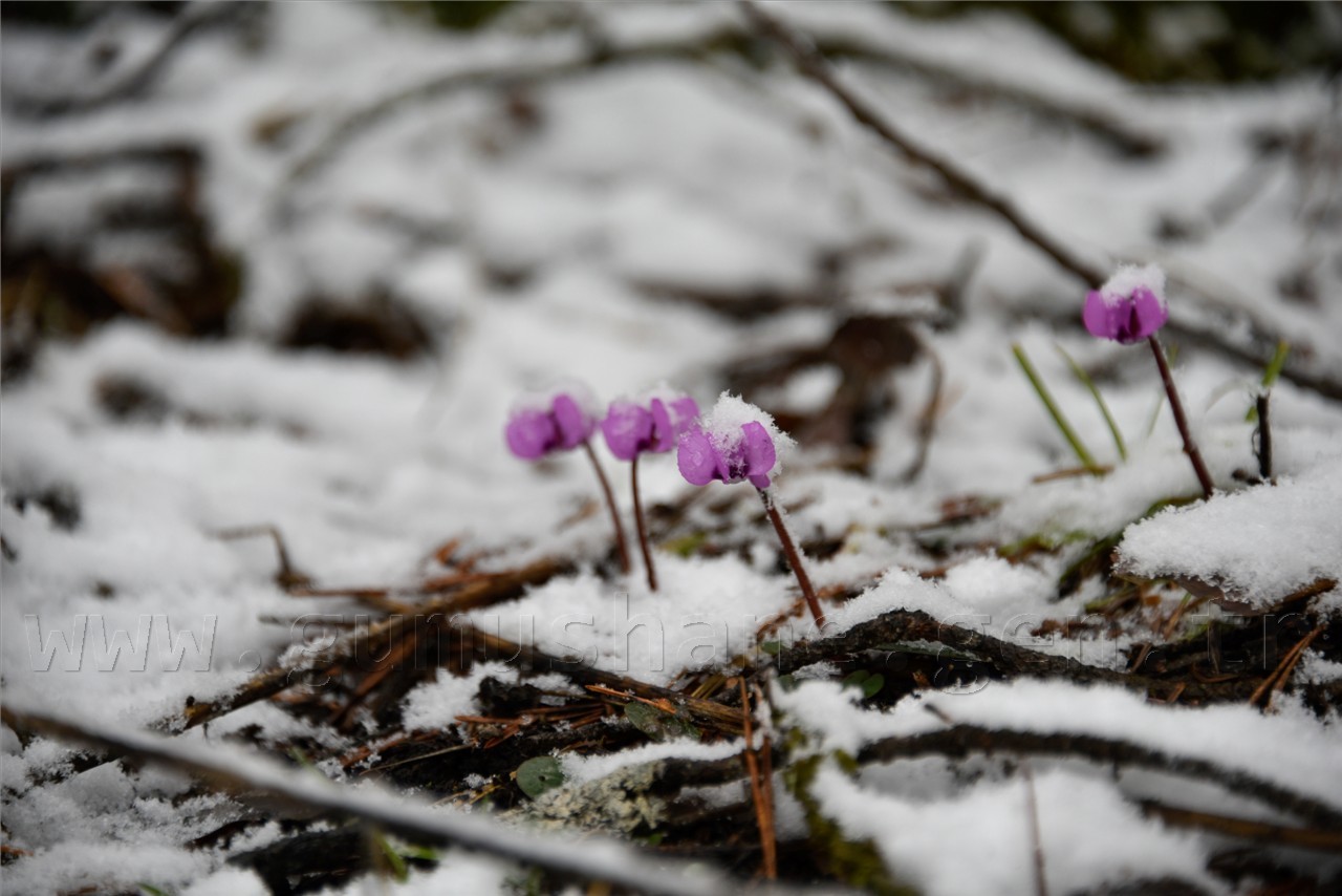Kadınlar günü için zorlu yürüyüş 40