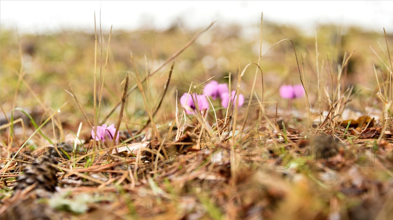 Kadınlar günü için zorlu yürüyüş 50