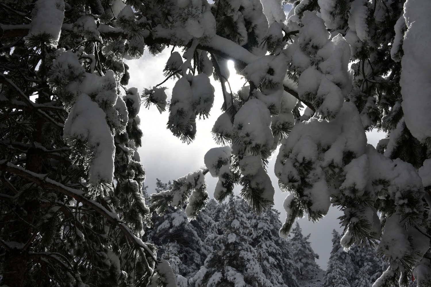 Limni Gölü beyaz cenneti andırıyor 8