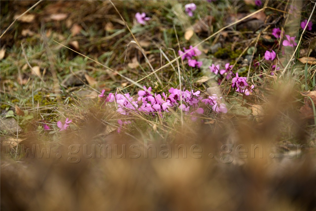 Kadınlar günü için zorlu yürüyüş 66