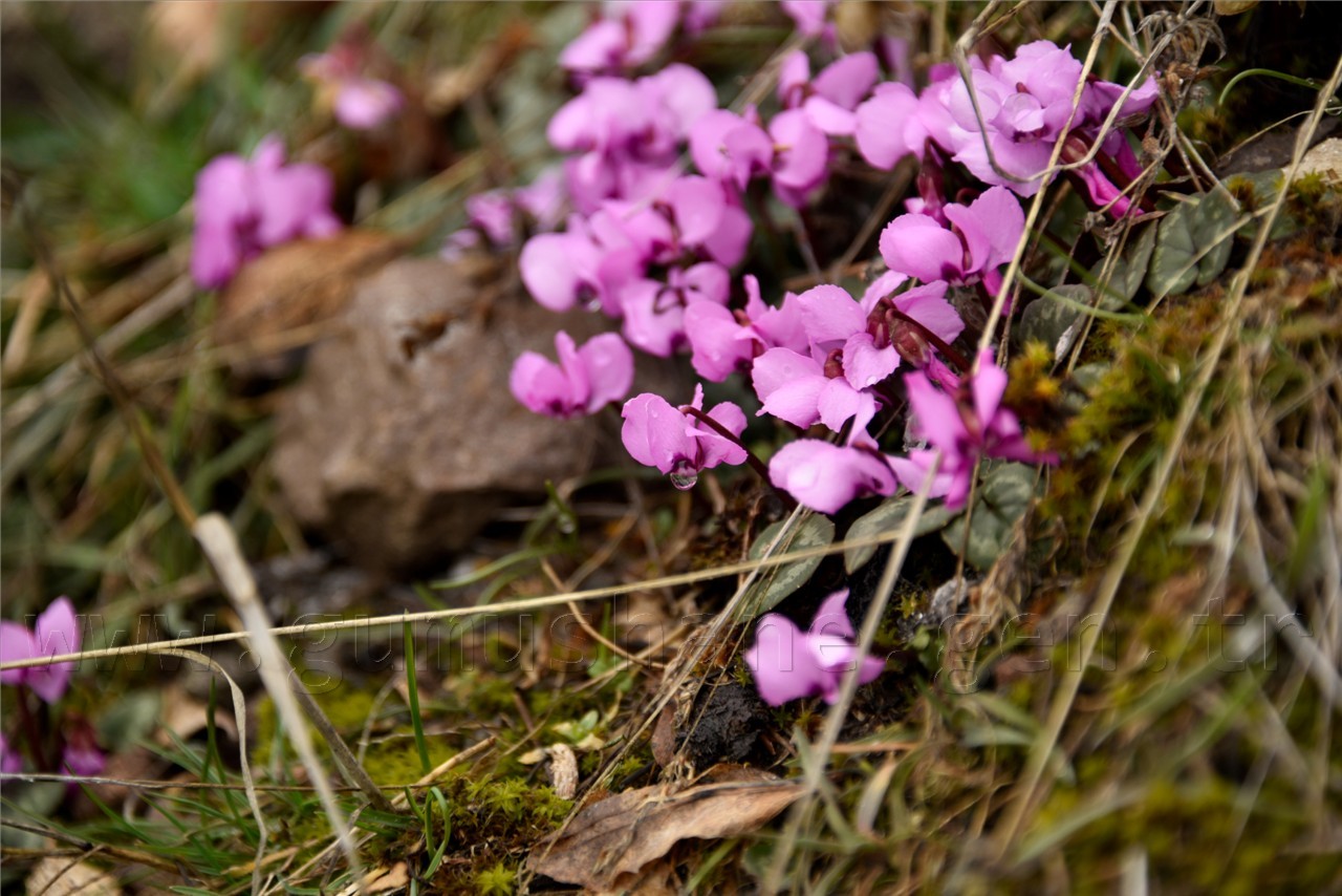 Kadınlar günü için zorlu yürüyüş 67