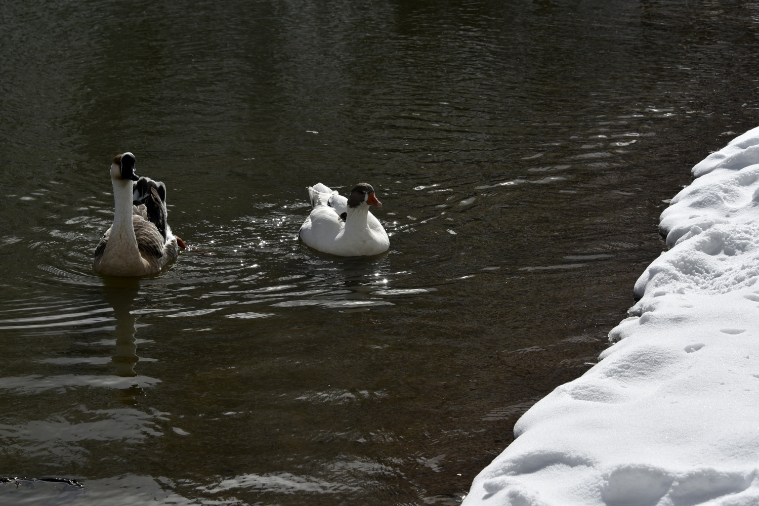 Limni Gölü beyaz cenneti andırıyor 15