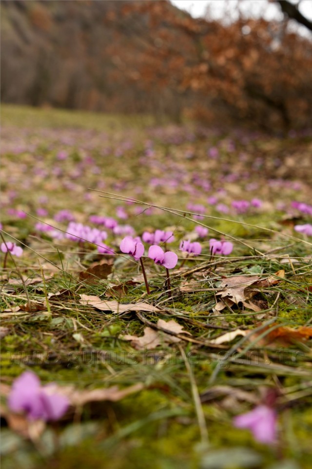Kadınlar günü için zorlu yürüyüş 68