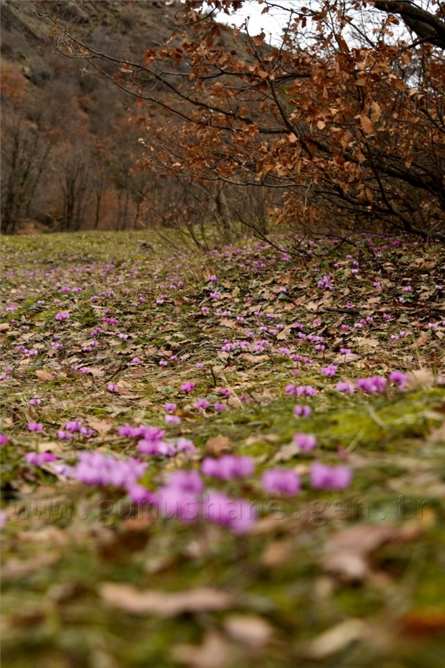 Kadınlar günü için zorlu yürüyüş 69