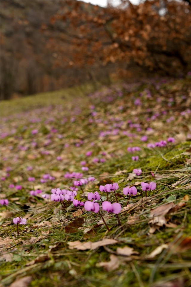 Kadınlar günü için zorlu yürüyüş 70