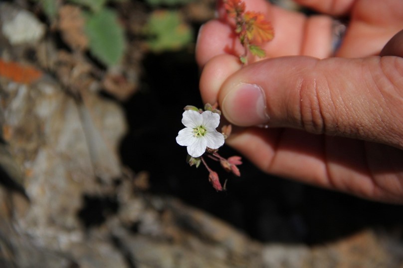 Bu bitkiden Türkiye'de sadece Gümüşhane'de ve Uzungöl'de var 1