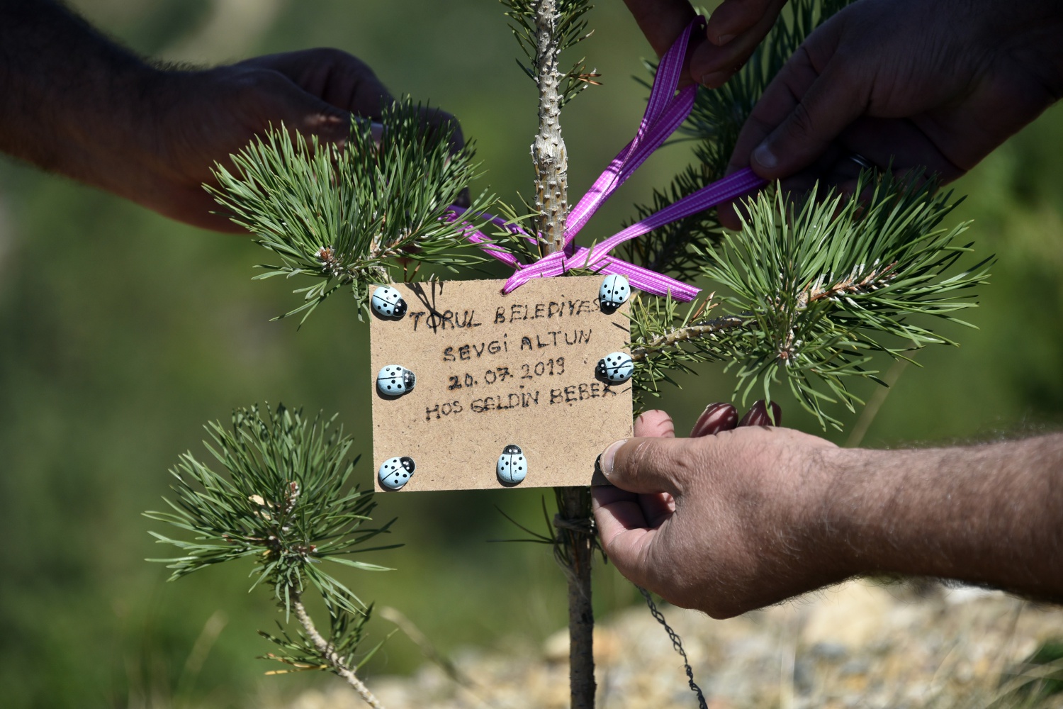 Bu ilçede her doğan bebek için fidan dikiliyor 3