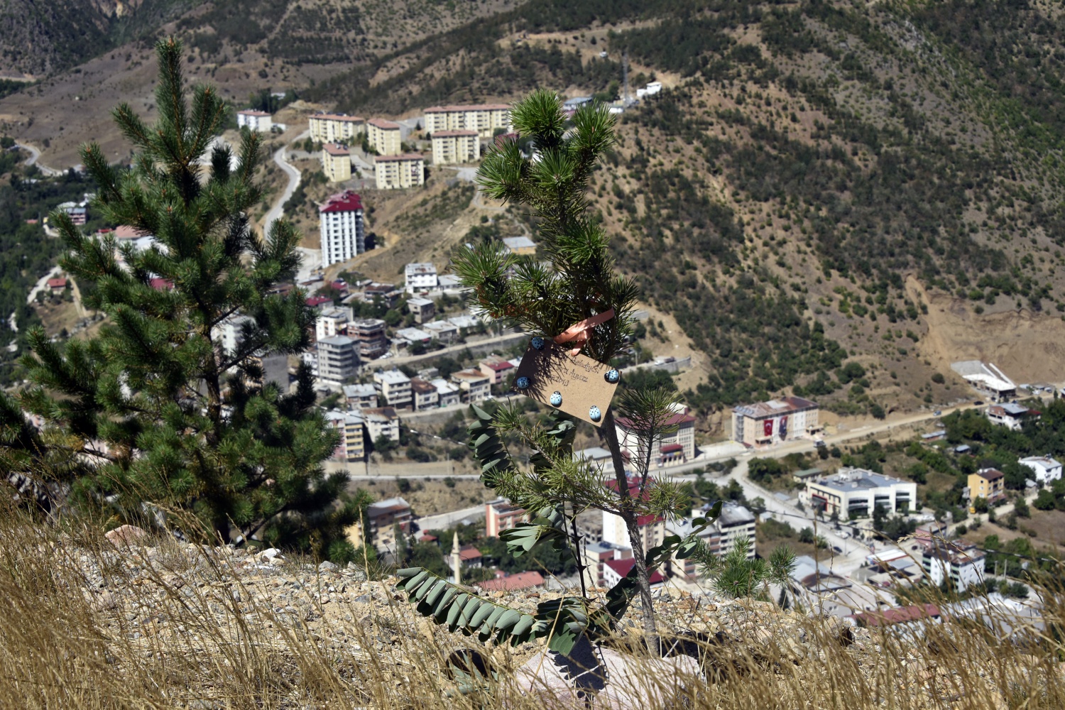 Bu ilçede her doğan bebek için fidan dikiliyor 5