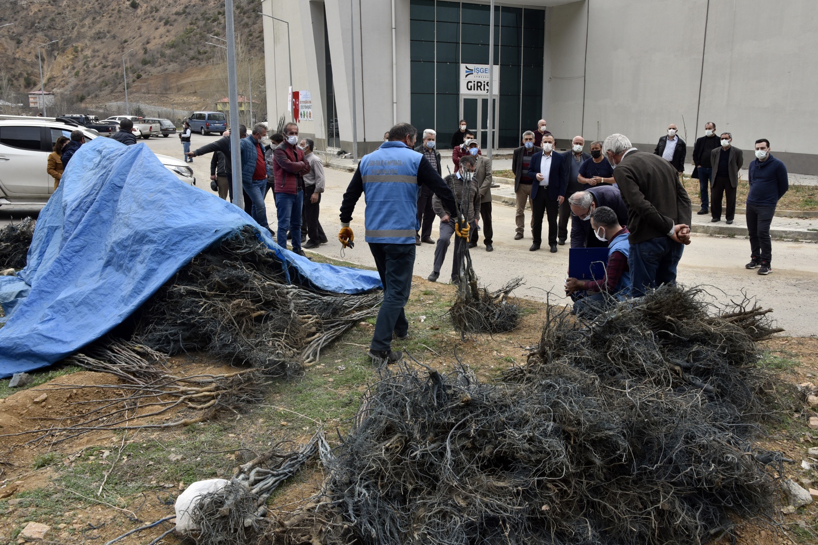 Gümüşhane’de üreticilere 5 bin 600 ceviz fidanı dağıtıldı 12