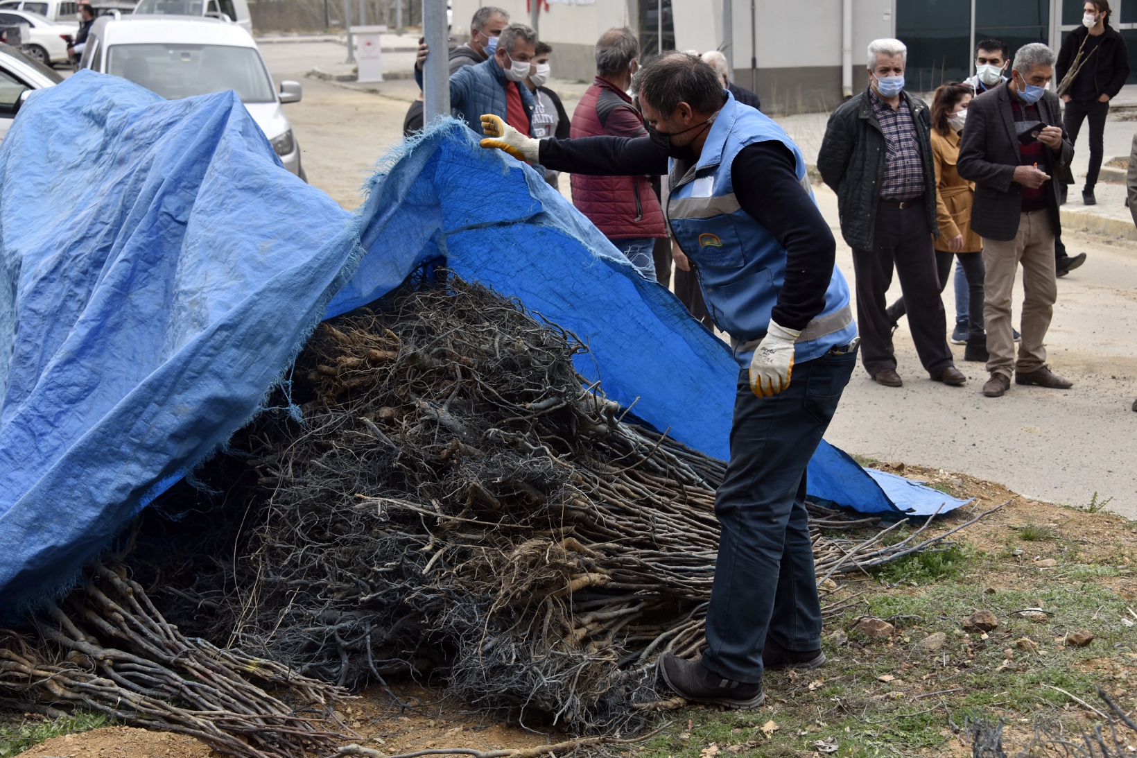 Gümüşhane’de üreticilere 5 bin 600 ceviz fidanı dağıtıldı 10
