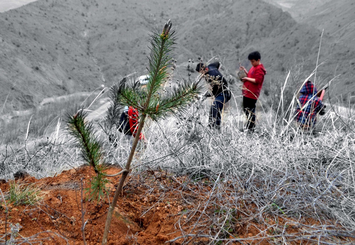AGD Çanakkale Şehitleri için fidan dikti 3