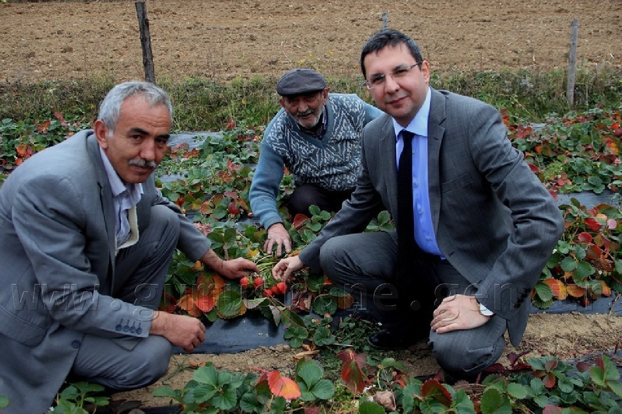 Kürtün'de Çilek Bereketi 2