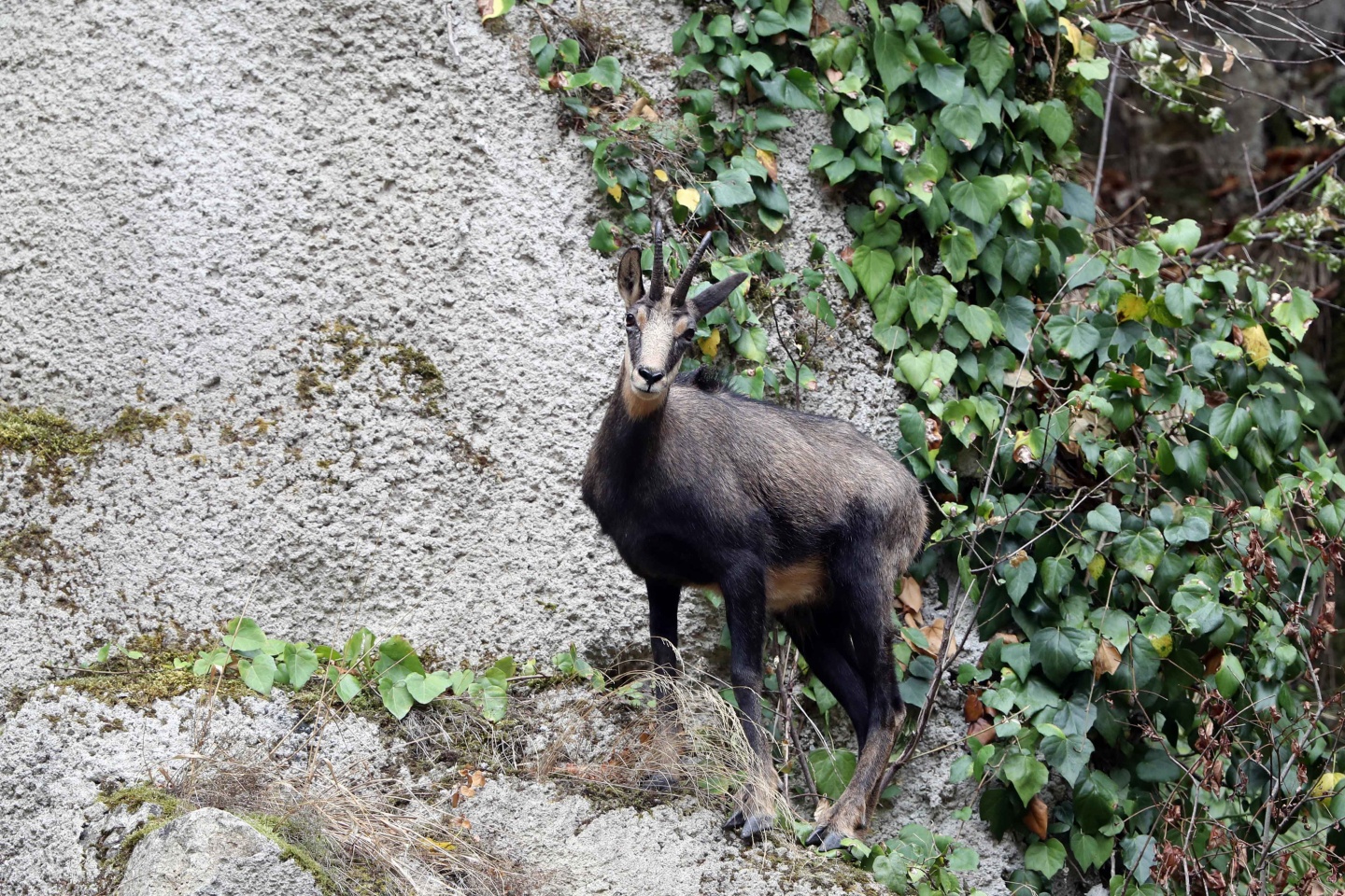 Çengel boynuzlu dağ keçilerinin sayısı 60’a çıktı 4