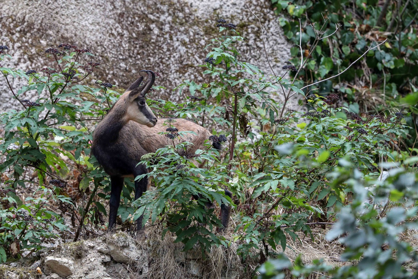 Çengel boynuzlu dağ keçilerinin sayısı 60’a çıktı 1