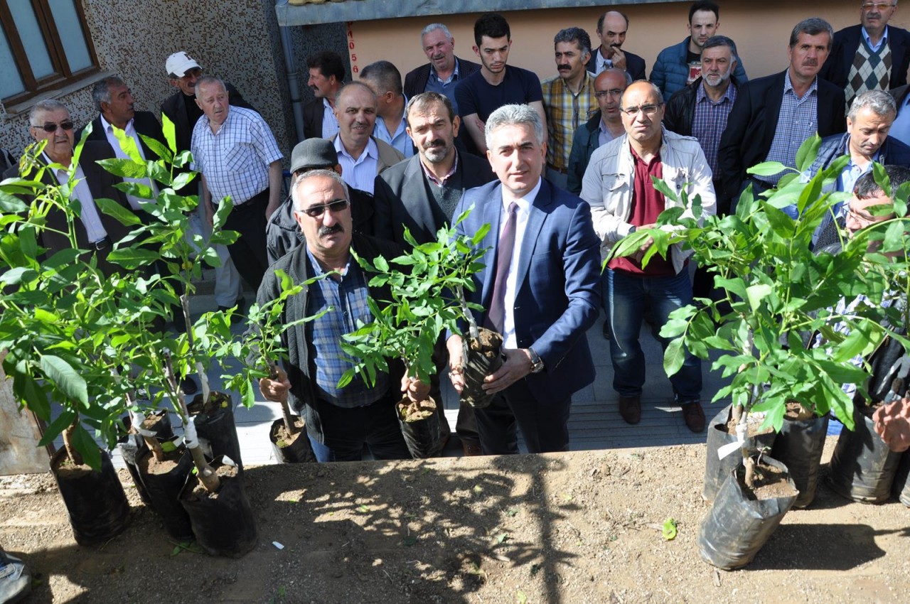 Gümüşhane’de 7 bin 400 adet Ceviz Fidanı Dağıtıldı 3