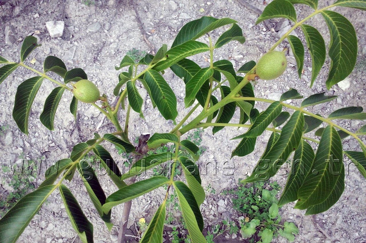 Karadenizin En Büyük Ceviz Bahçesinde Verim Artacak 1