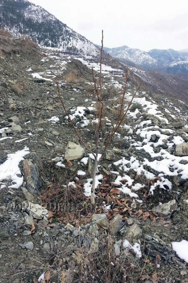 Karadenizin En Büyük Ceviz Bahçesinde Verim Artacak 2
