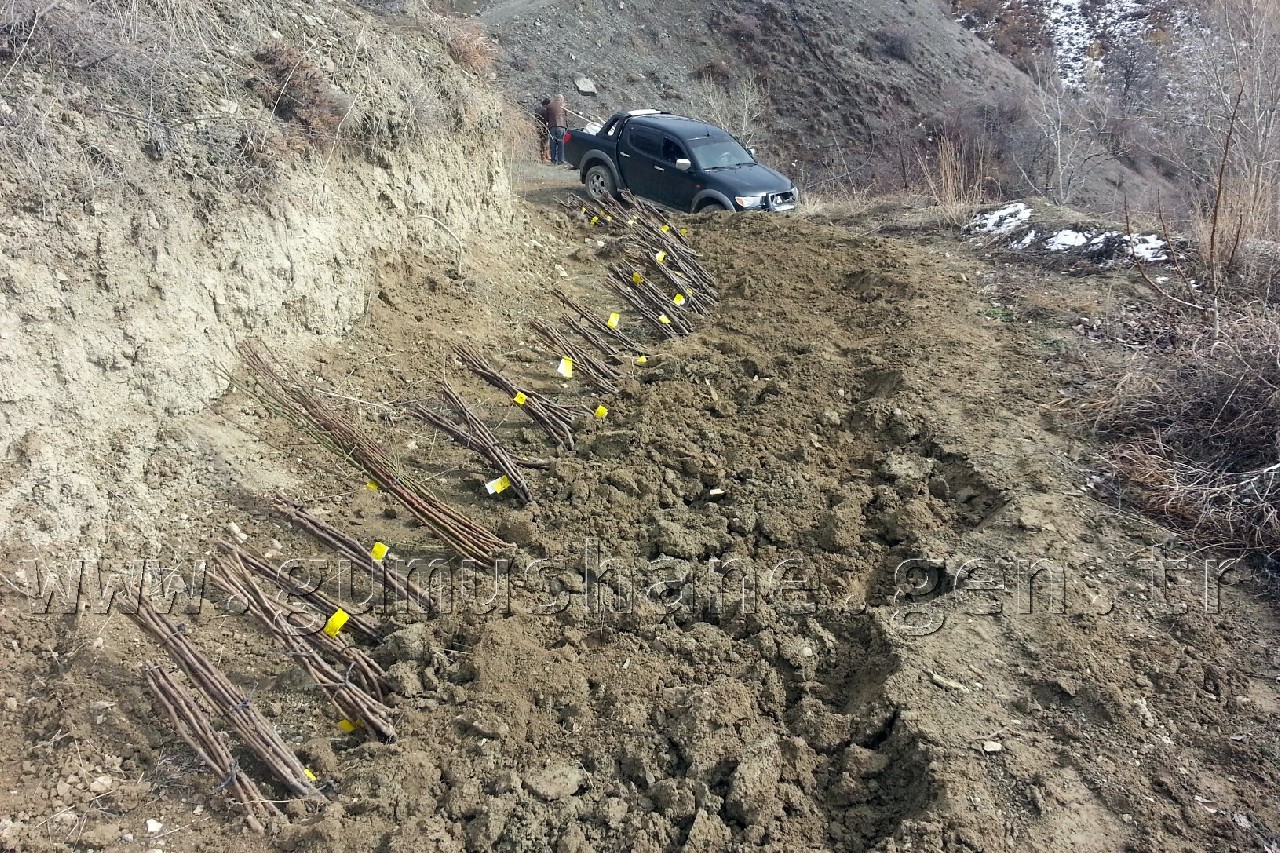 Karadenizin En Büyük Ceviz Bahçesinde Verim Artacak 3