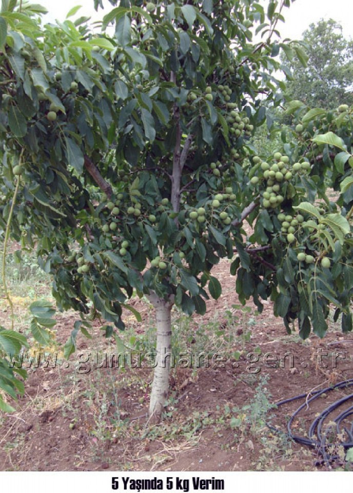 Karadenizin En Büyük Ceviz Bahçesinde Verim Artacak 4