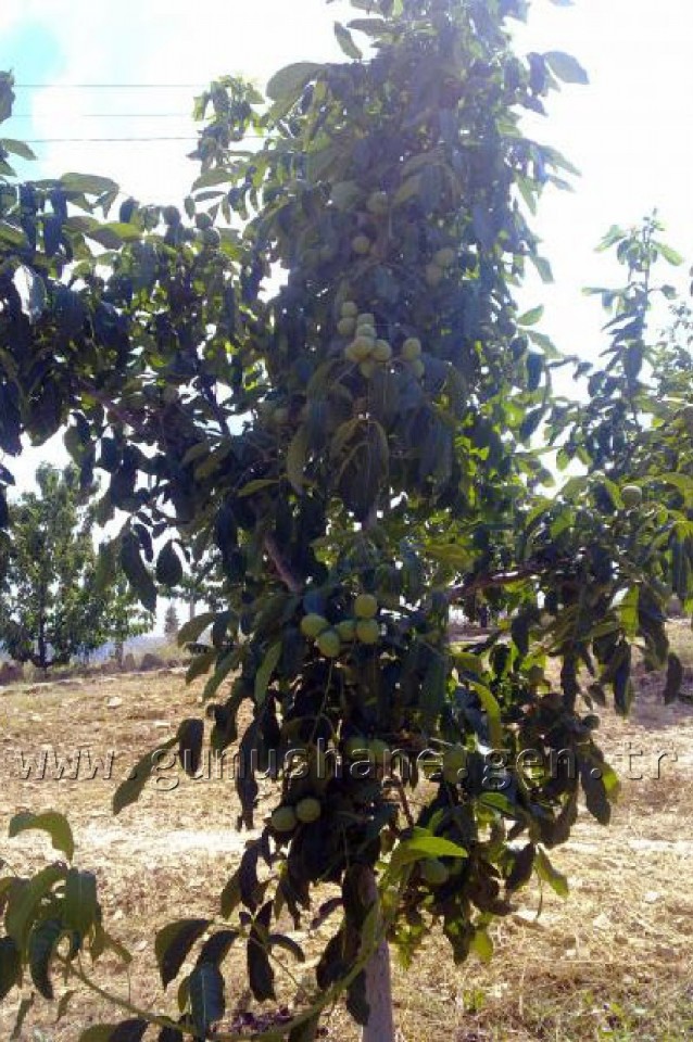 Karadenizin En Büyük Ceviz Bahçesinde Verim Artacak 5