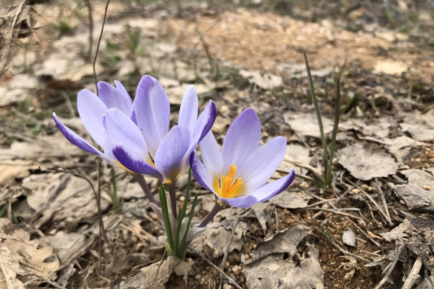 Gümüşhaneli dağcılardan Kelkit’te bahar yürüyüşü 21