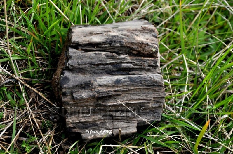 TEMA Vakfı Gümüşhane Dağlarında 19