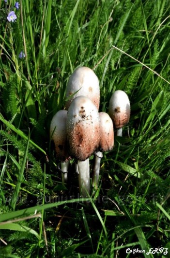 TEMA Vakfı Gümüşhane Dağlarında 24