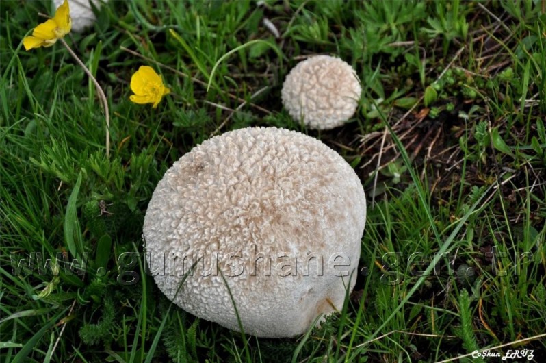 TEMA Vakfı Gümüşhane Dağlarında 25