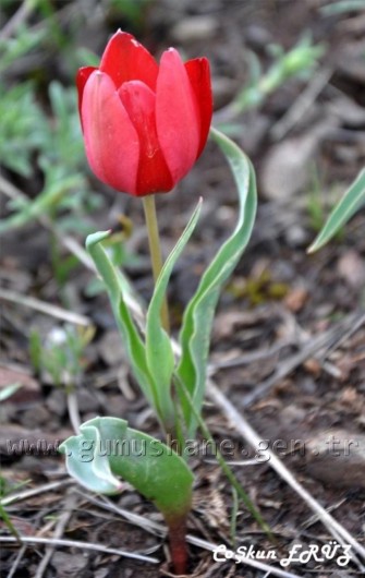 TEMA Vakfı Gümüşhane Dağlarında 30