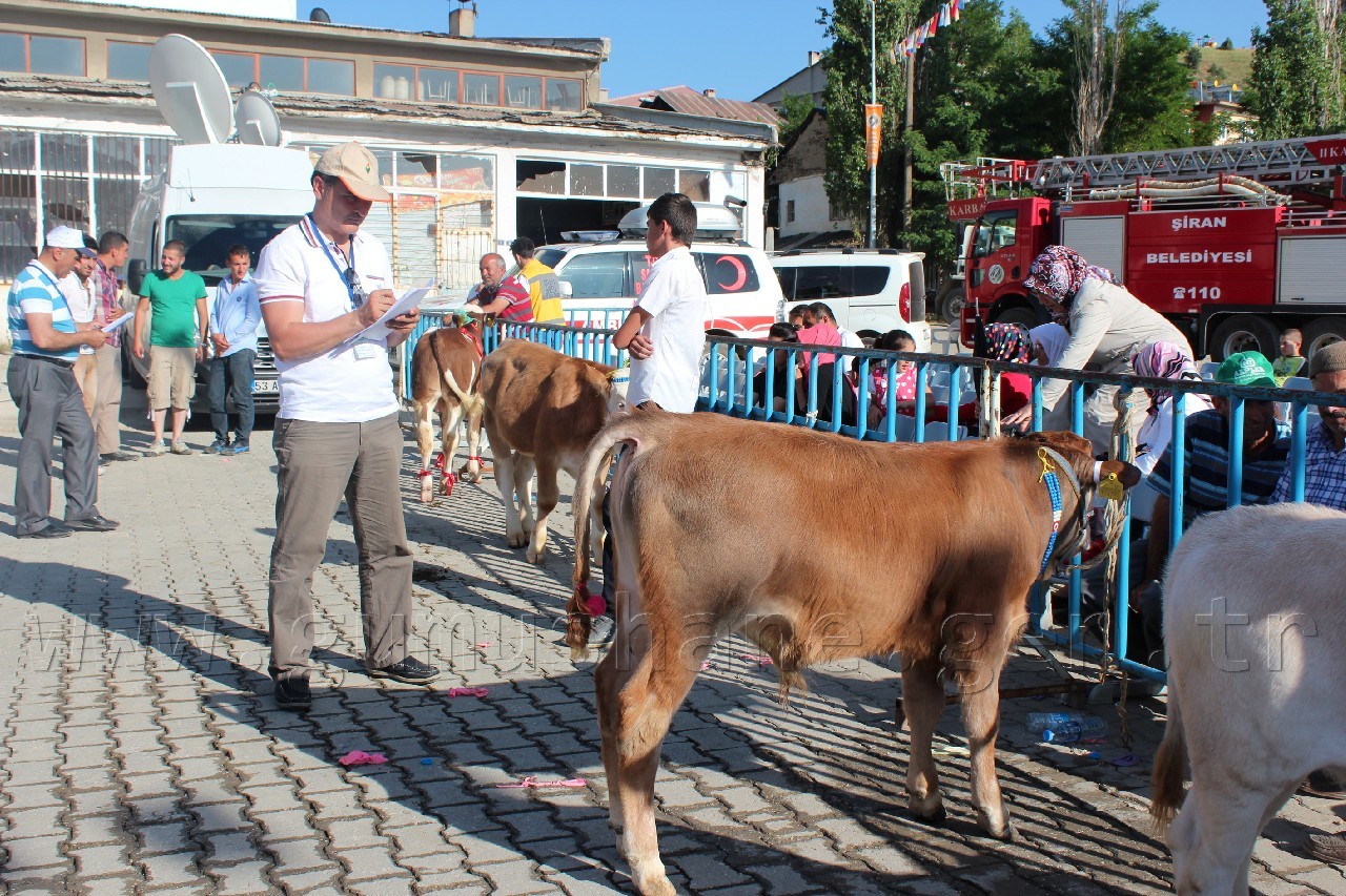 Şiran'da Festival Coşkusu Sona Erdi 6