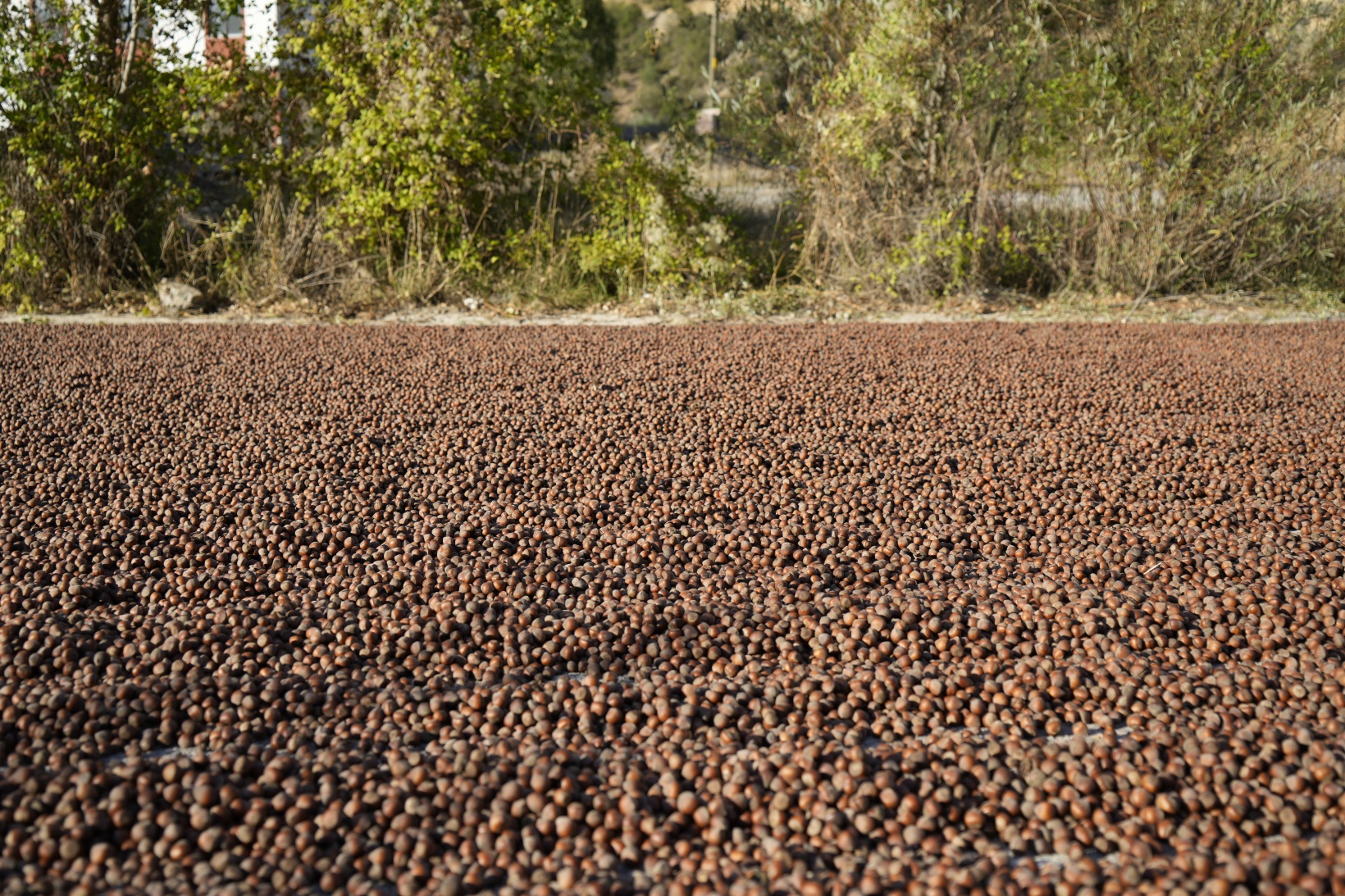 Üreticiler fındıkları kurutmak için Gümüşhane’yi mesken tuttu 12