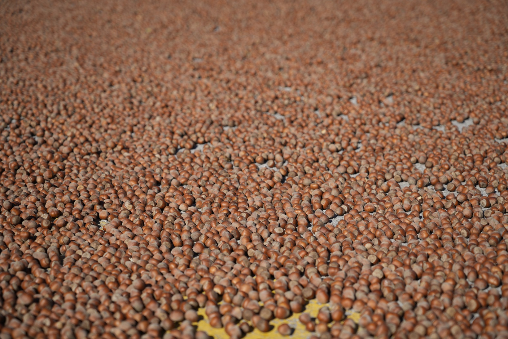 Üreticiler fındıkları kurutmak için Gümüşhane’yi mesken tuttu 5