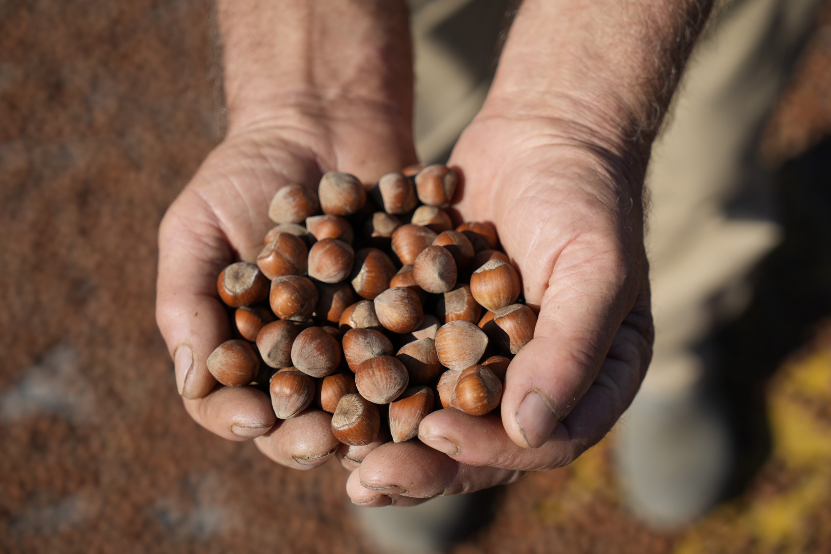 Üreticiler fındıkları kurutmak için Gümüşhane’yi mesken tuttu 2