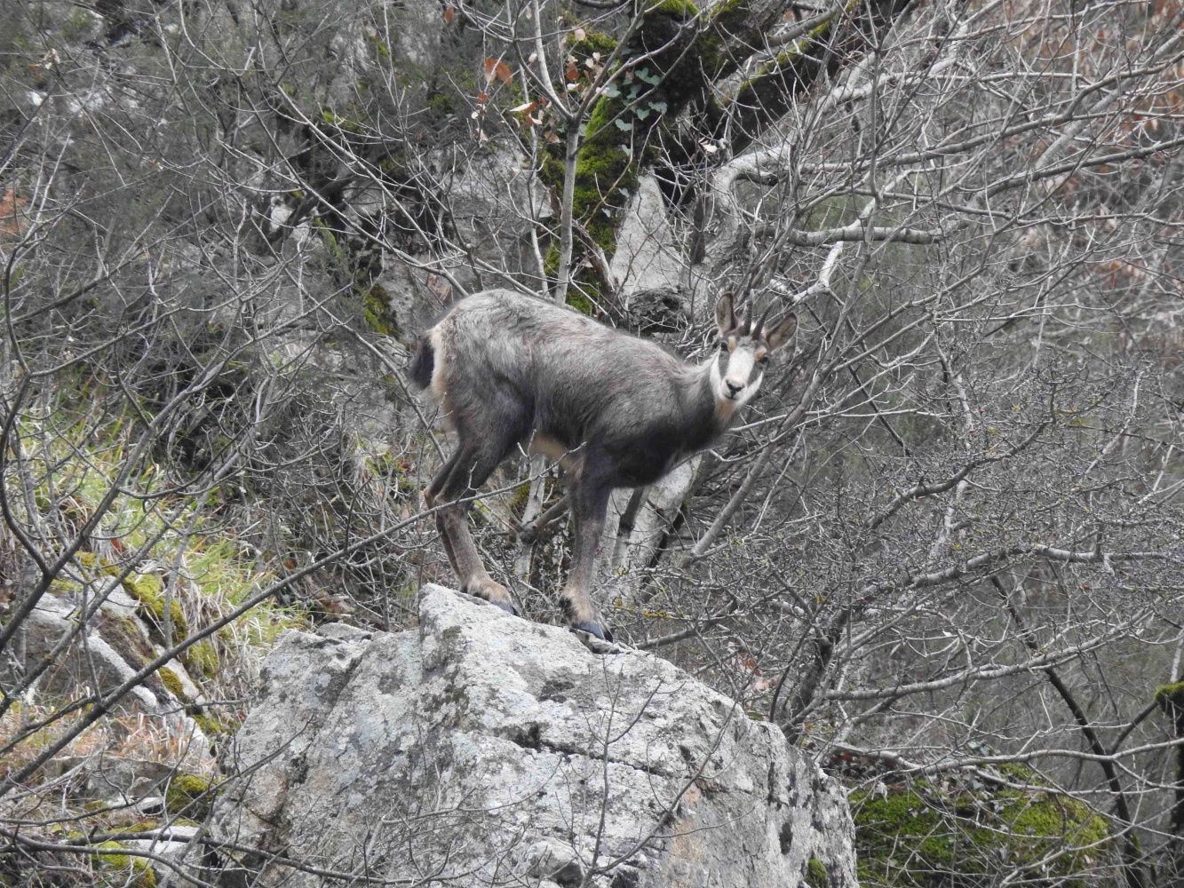 Çengel boynuzlu dağ keçilerinin sayısı 60’a çıktı 6