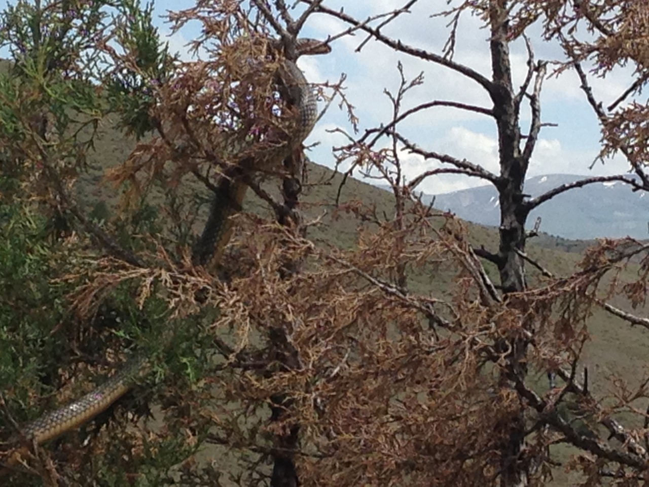 Kelkit'te Dev Yılan Kabusu 1