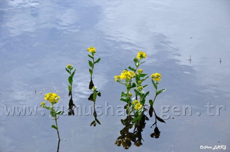 TEMA Vakfı Gümüşhane Dağlarında 32