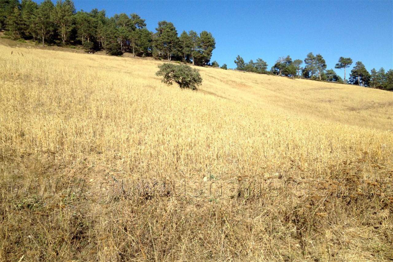 Kuşlar Yesin Diye 15 Dönüm Buğday Ekti 4