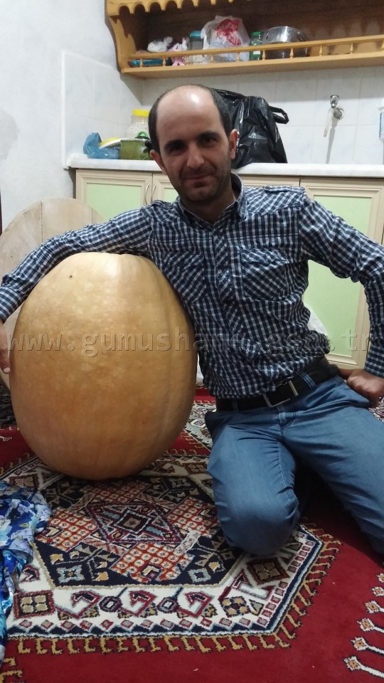 Gümüşhane’de 50 Kiloluk Kabak Yetiştirdi 1